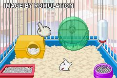 Petz - Hamsterz Life 2 for GBA screenshot
